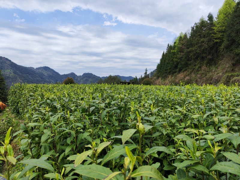 湘西黄金茶（绿茶，红茶）