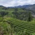 湘西黄金茶（绿茶，红茶）
