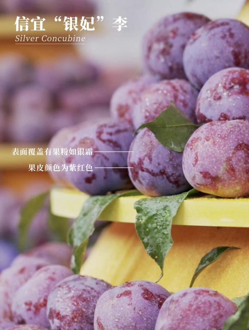 正宗前排三华李新鲜现摘当季红心李子水果甜脆李批发价
