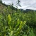 湘西高山云雾黄金茶（绿茶，红茶）