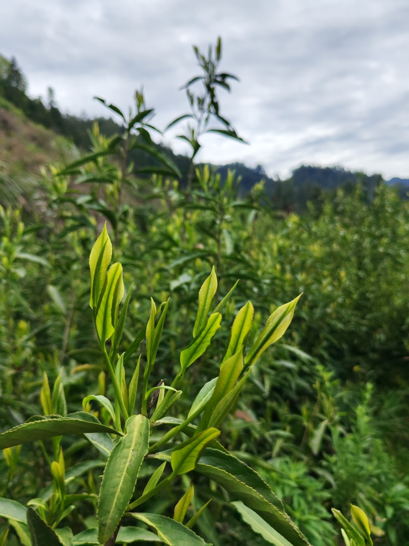 湘西高山云雾黄金茶（绿茶，红茶）