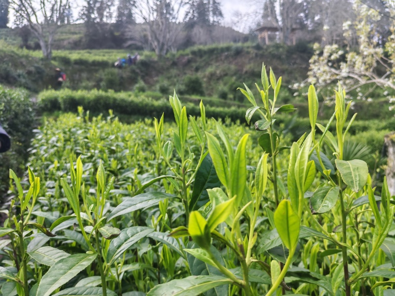 湘西高山云雾黄金茶（绿茶，红茶）
