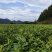 湘西高山云雾黄金茶（绿茶，红茶）