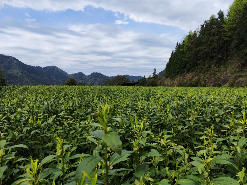 湘西高山云雾黄金茶（绿茶，红茶）