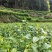 湘西高山云雾黄金茶（绿茶，红茶）