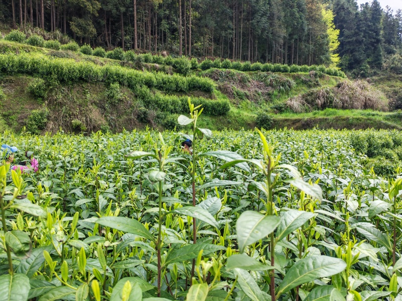 湘西高山云雾黄金茶（绿茶，红茶）