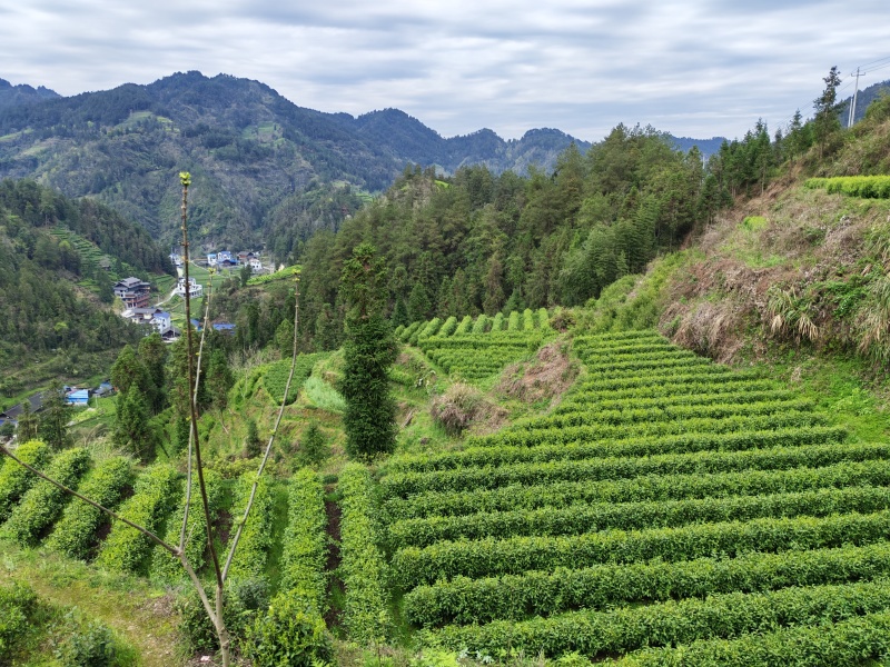 湘西高山云雾黄金茶（绿茶，红茶）
