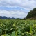 湘西高山云雾黄金茶（绿茶，红茶）