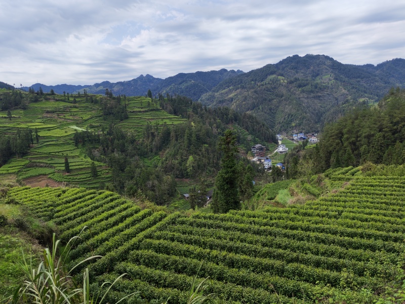 湘西高山云雾黄金茶（绿茶，红茶）