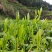 湘西高山云雾黄金茶（绿茶，红茶）