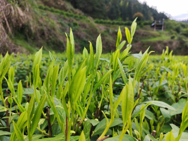 湘西高山云雾黄金茶（绿茶，红茶）