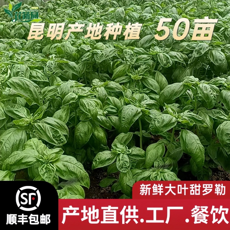 罗勒叶（大叶）做青酱专用正完泰国罗勒叶运输方便