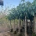金煌芒2-8公分出售基地现货大量可视频挑选