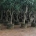 金煌芒2-8公分出售基地现货大量可视频挑选