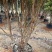 嘉宝果2-15公分规格齐全基地直销
