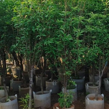 桃树2-8公分出售规格齐全欢迎现场挑选