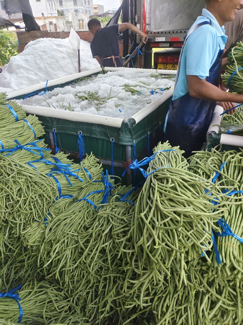 精品豆角青条豆角产地直销量大质优价格优惠欢迎采购