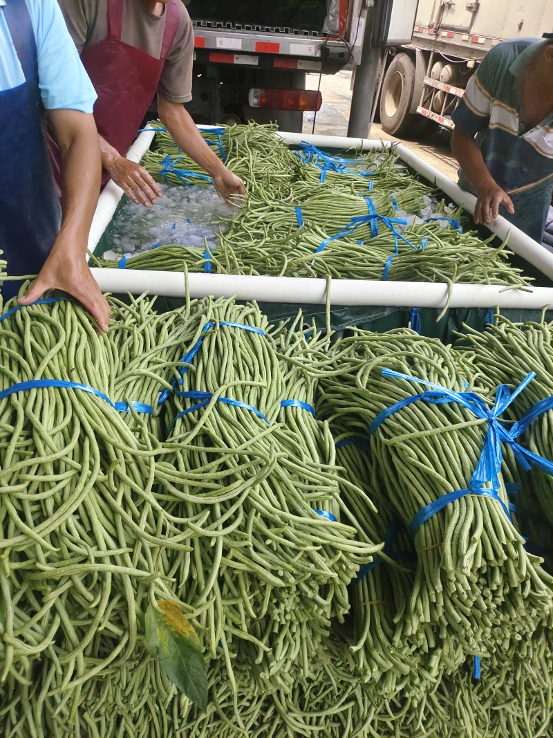精品豆角青条豆角产地直销量大质优价格优惠欢迎采购