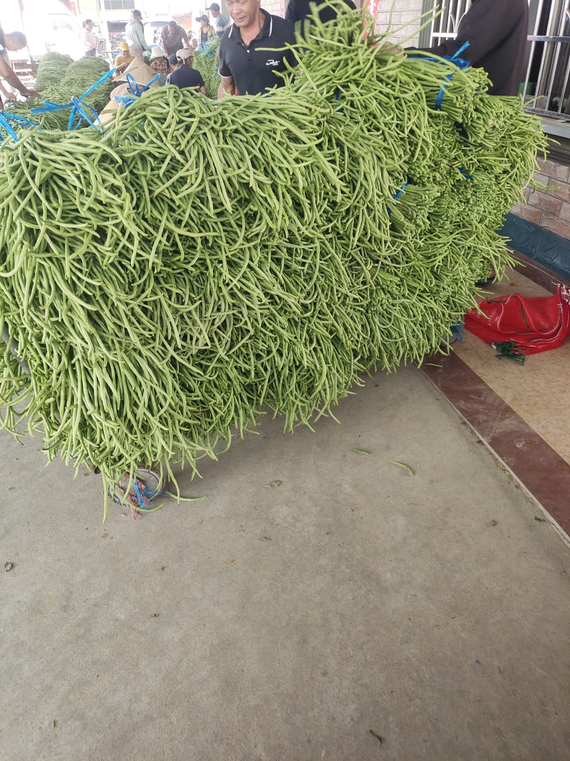 精品豆角青条豆角产地直销量大质优价格优惠欢迎采购