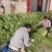 精品豆角青条豆角产地直销量大质优价格优惠欢迎采购