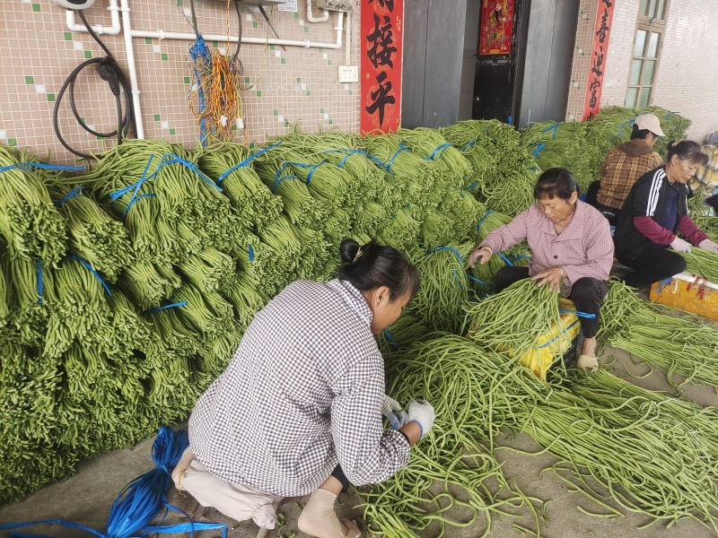 精品豆角青条豆角产地直销量大质优价格优惠欢迎采购