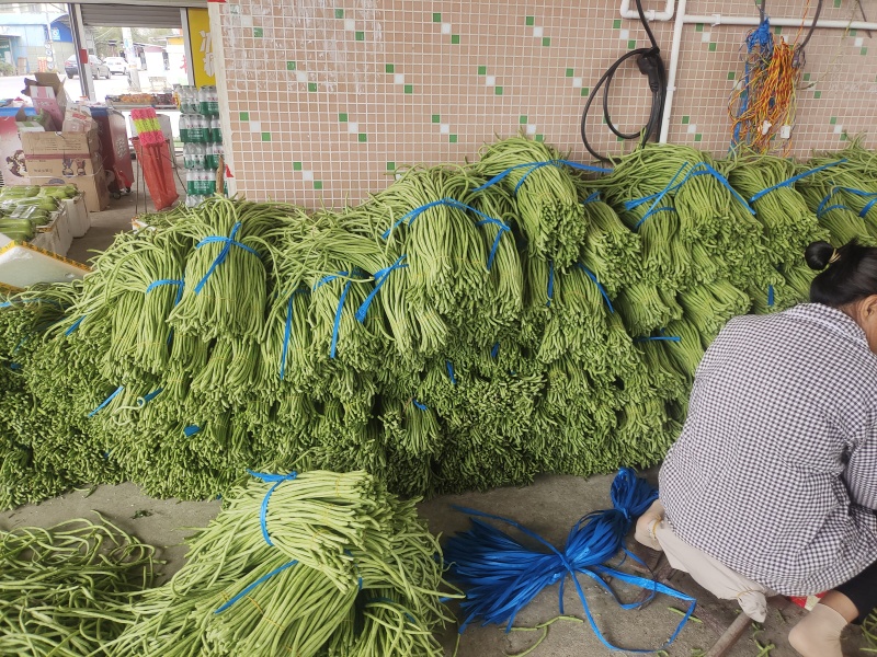 精品豆角青条豆角产地直销量大质优价格优惠欢迎采购