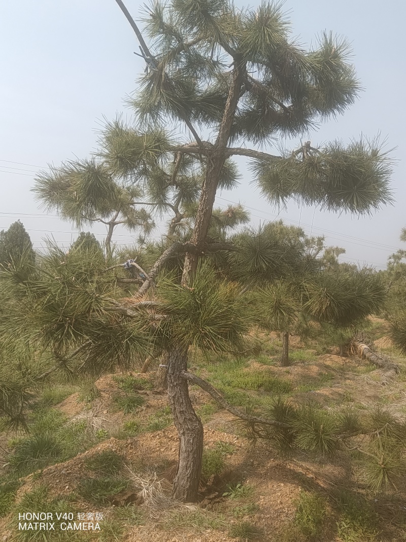 山东黑松自家种植，一手货源，产地直发，欢迎实地考察