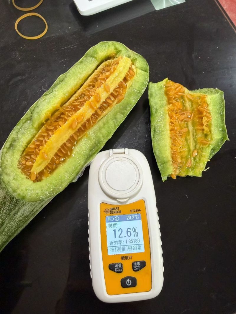 山东头茬羊角蜜流量大，脆甜好吃对接全平台代发已开始