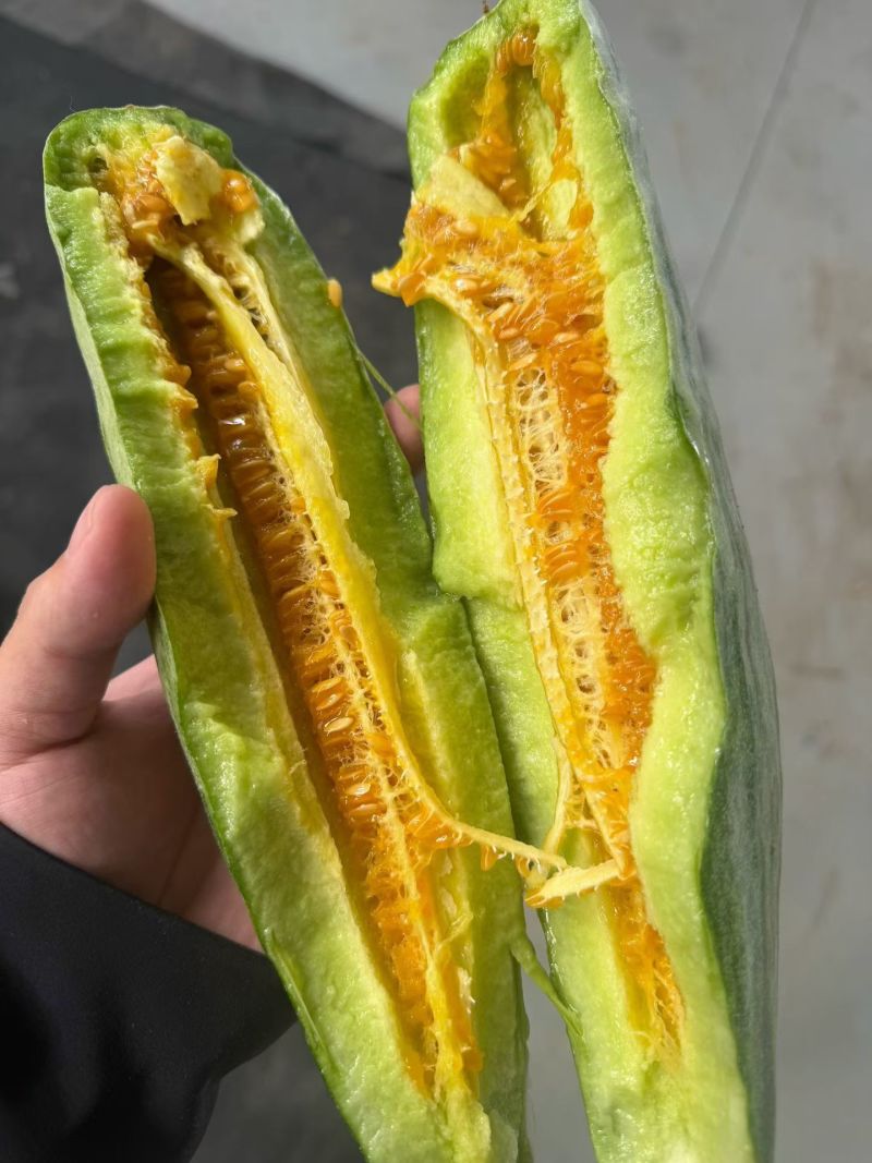 山东头茬羊角蜜流量大，脆甜好吃对接全平台代发已开始