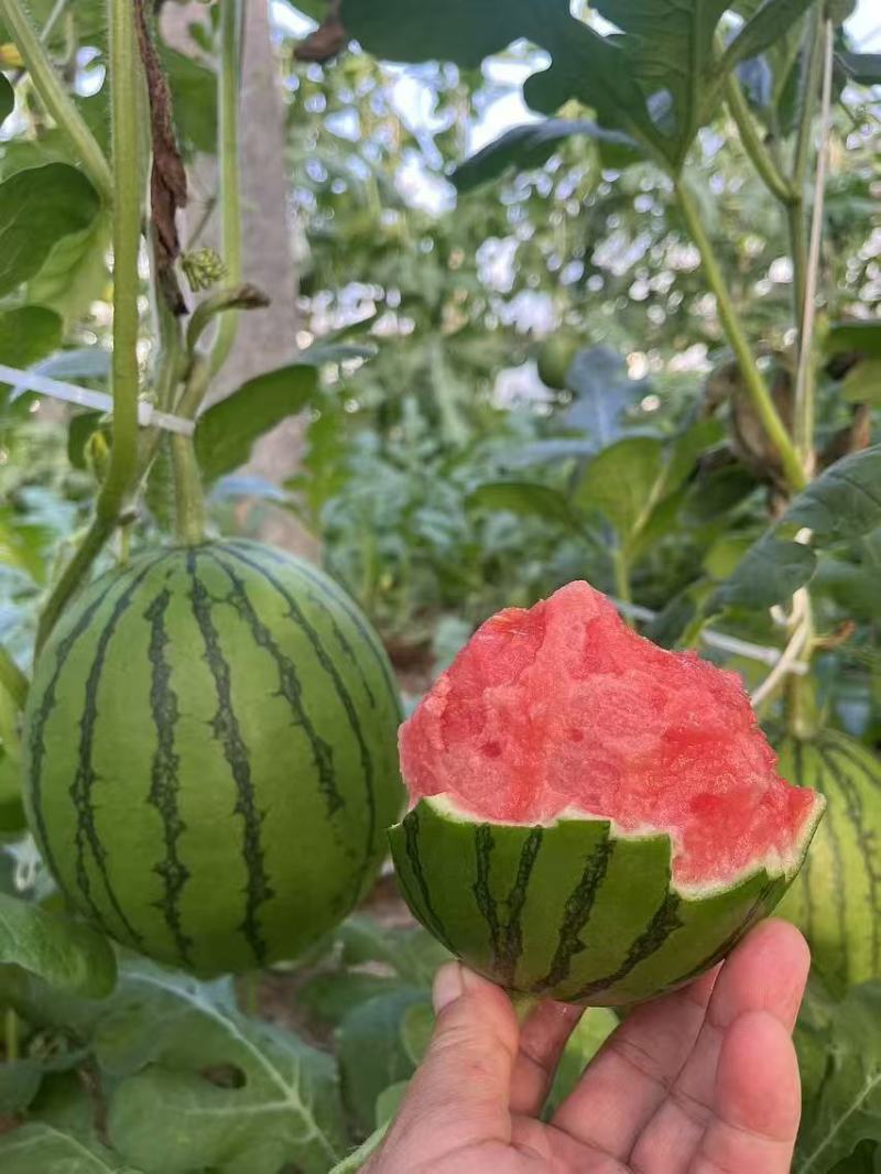 产地直销小糖丸西瓜甜王美都西瓜大量现货供应