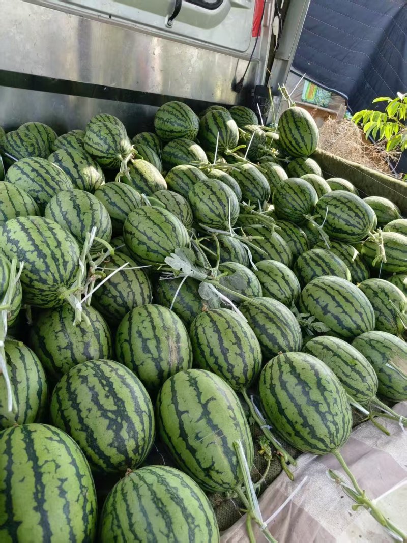 产地直销小糖丸西瓜甜王美都西瓜大量现货供应