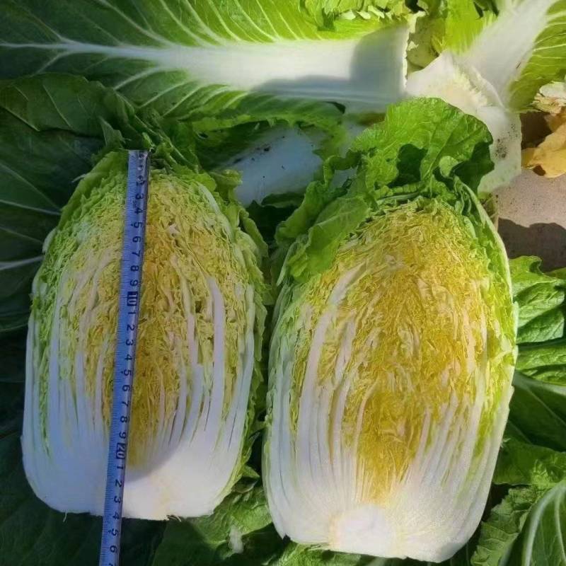 黄心大白菜大量供货中质量保证各种包装齐全一条龙服务