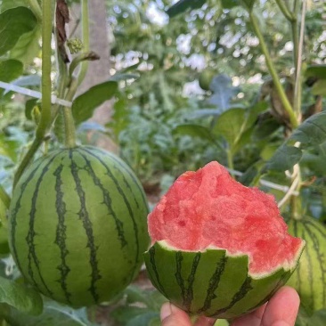 产地直销小糖丸西瓜甜王美都西瓜大量现货供应