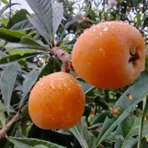 兴仁枇杷