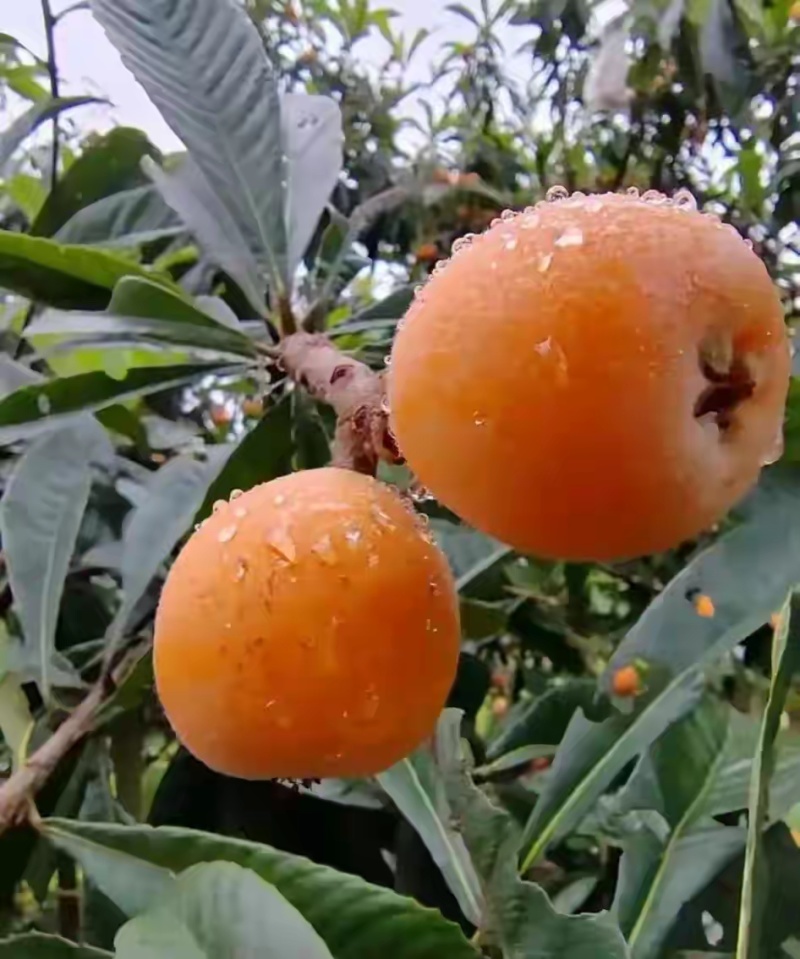 兴仁枇杷