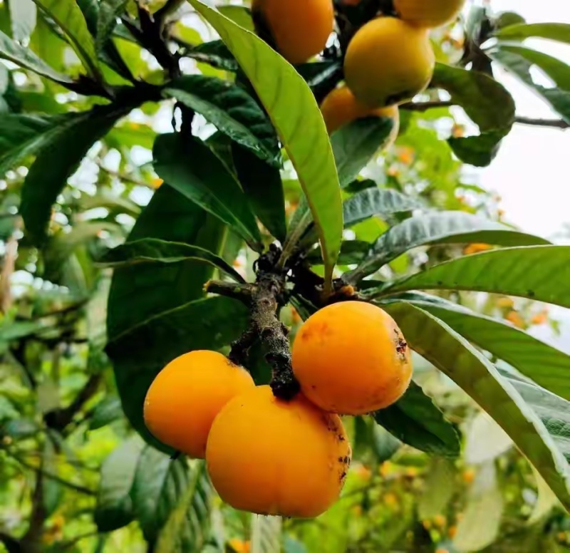 兴仁枇杷