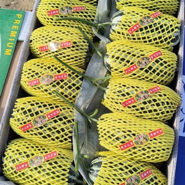 新品博洋绿宝！小白瓜量大供应！口感脆甜！全国代发