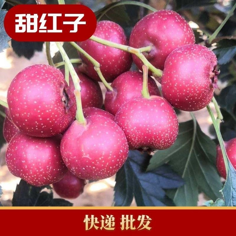 新鲜山楂甜红子品种