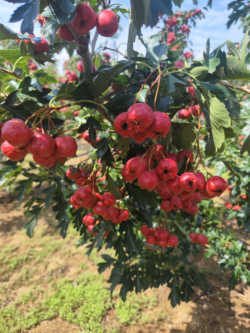 新鲜山楂甜红子品种