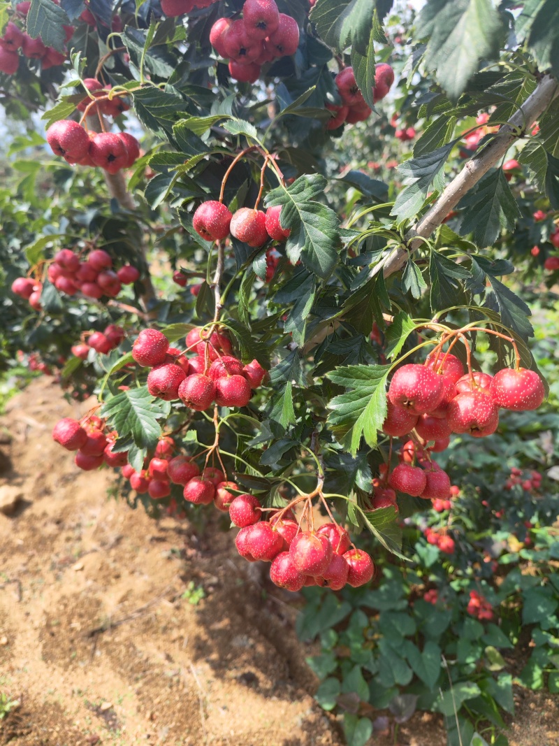 新鲜山楂甜红子品种