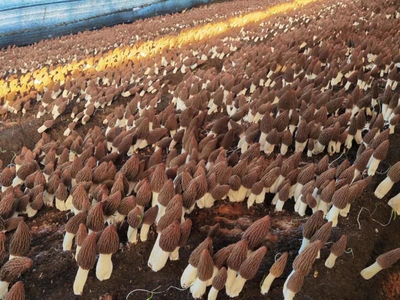 羊肚菌，海安古法家庭农场直供，干货鲜货均有，量大可议价