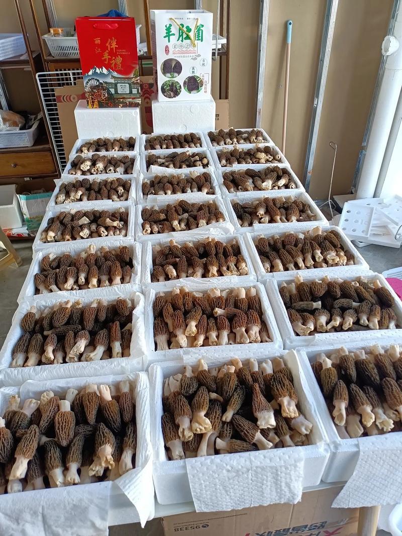 羊肚菌，海安古法家庭农场直供，干货鲜货均有，量大可议价