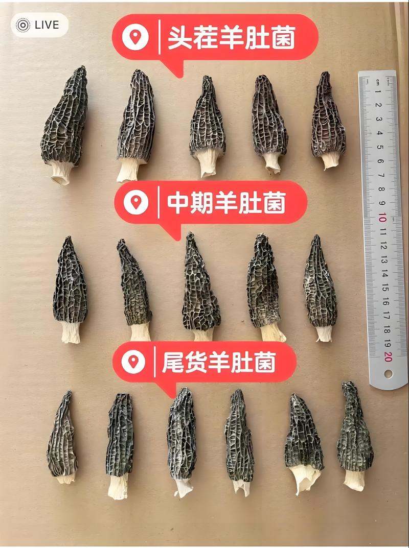 羊肚菌，海安古法家庭农场直供，干货鲜货均有，量大可议价
