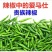 樟树港辣椒秧苗穴盘苗发货根系发达易成活抗病害高产