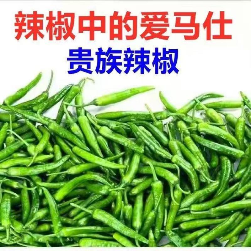 樟树港辣椒秧苗穴盘苗发货根系发达易成活抗病害高产
