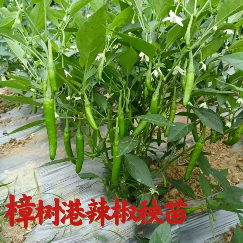 樟树港辣椒秧苗穴盘苗发货根系发达易成活抗病害高产