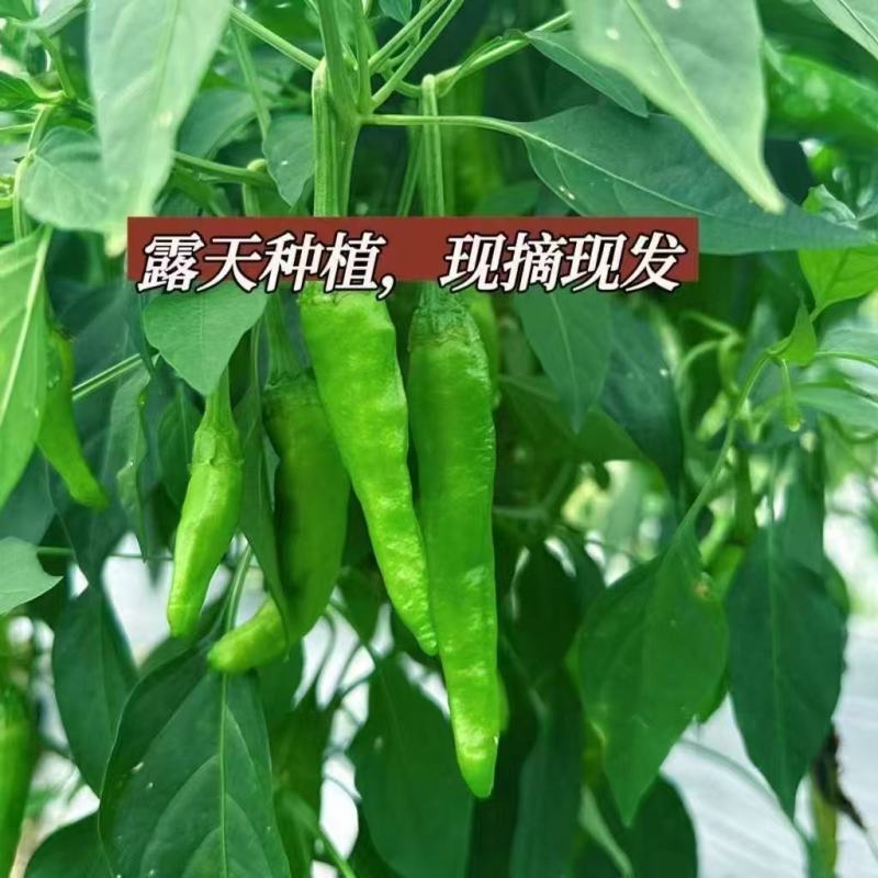 樟树港辣椒秧苗穴盘苗发货根系发达易成活抗病害高产