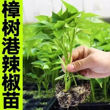 樟树港辣椒秧苗穴盘苗发货根系发达易成活抗病害高产