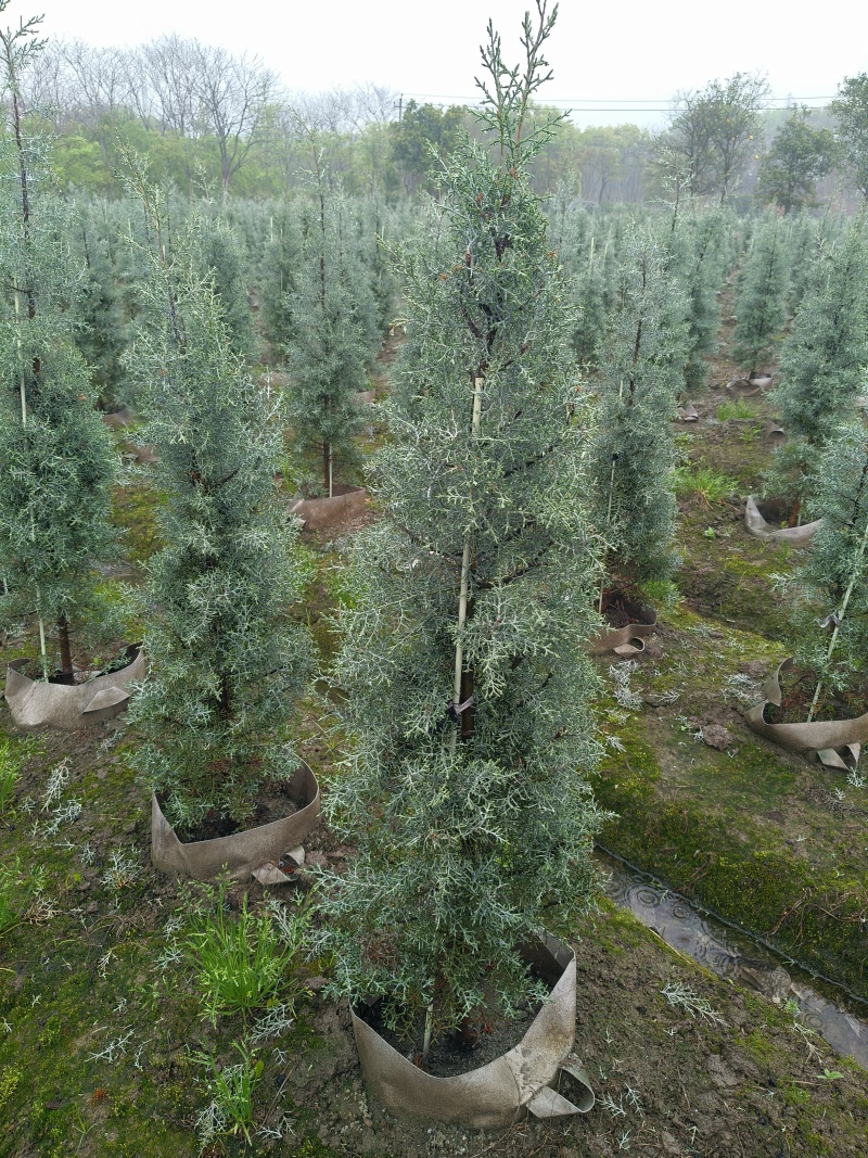 蓝冰柏高度:1.2m、1.5m、1.8m，有量，欢迎订购