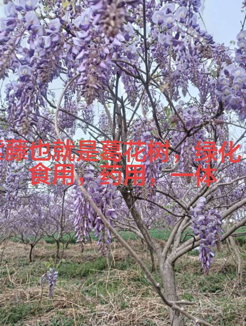 紫藤树，紫藤花